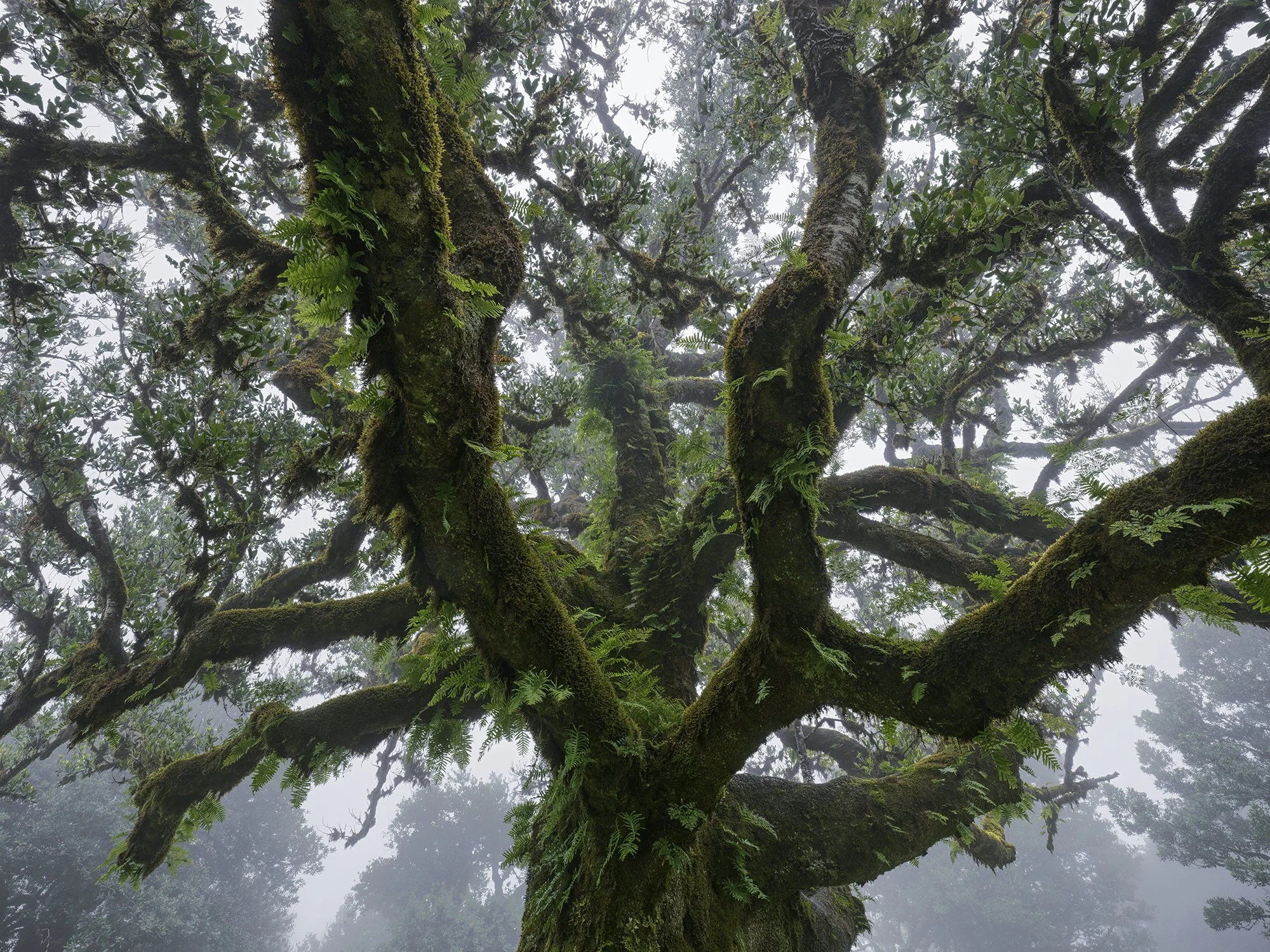 Intimate Landscapes — Hans Strand Photography